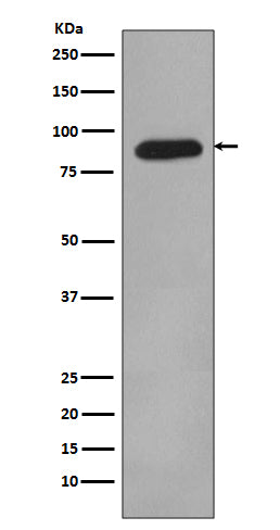 Anti-HIF1 beta Rabbit Monoclonal Antibody