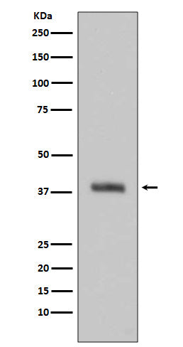 Anti-HtrA2 Rabbit Monoclonal Antibody