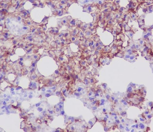 Anti-Aquaporin 5 Rabbit Monoclonal Antibody
