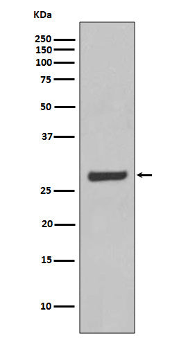 Anti-Aquaporin 5 Rabbit Monoclonal Antibody
