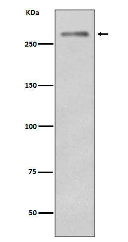 Anti-Dysferlin Rabbit Monoclonal Antibody