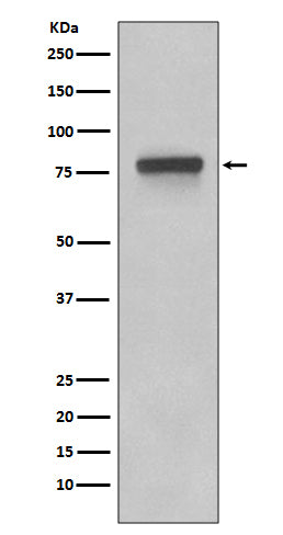 Anti-5T4 Rabbit Monoclonal Antibody