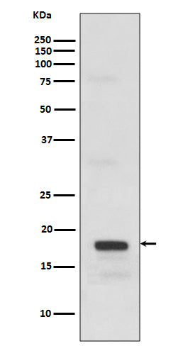 Anti-SCF Rabbit Monoclonal Antibody