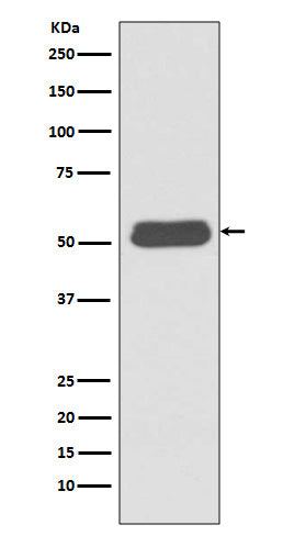 Anti-LSP1 Rabbit Monoclonal Antibody