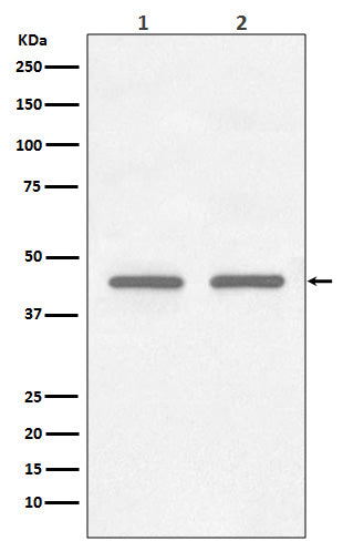 Anti-FNTB Rabbit Monoclonal Antibody