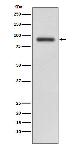 Anti-RALBP1 Rabbit Monoclonal Antibody