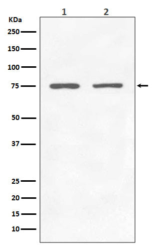 Anti-GARS Rabbit Monoclonal Antibody