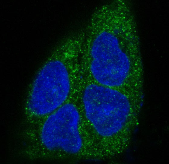 Anti-MyD88 Rabbit Monoclonal Antibody