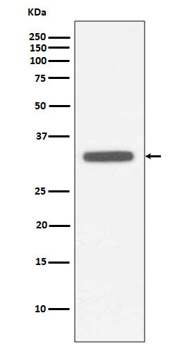 Anti-MyD88 Rabbit Monoclonal Antibody