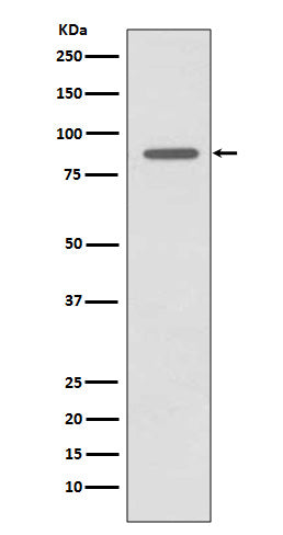 Anti-CD168 Rabbit Monoclonal Antibody
