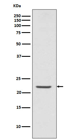 Anti-ASC Rabbit Monoclonal Antibody