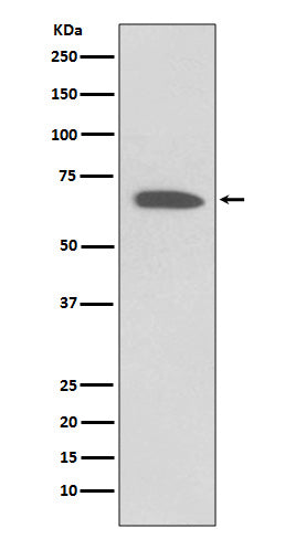 Anti-KCNA1 Rabbit Monoclonal Antibody