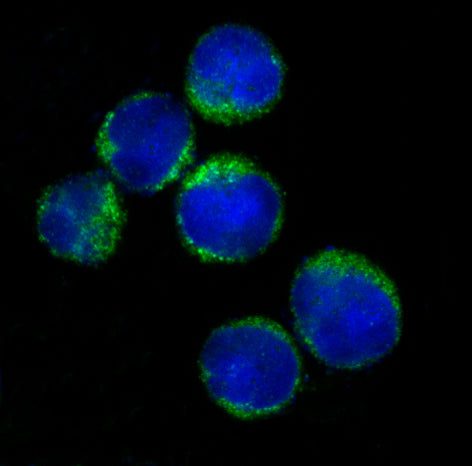 Anti-HLA DR Rabbit Monoclonal Antibody