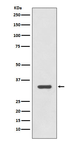 Anti-HLA DR Rabbit Monoclonal Antibody