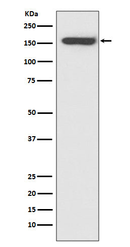 Anti-CD21 Rabbit Monoclonal Antibody