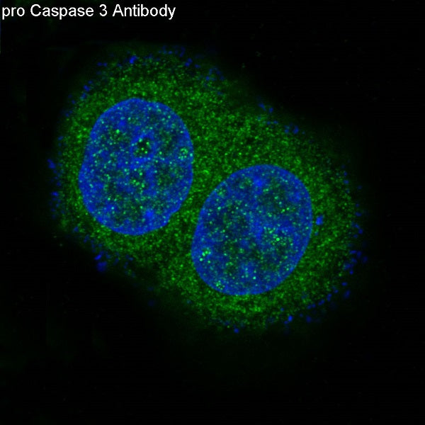 Anti-Caspase 10 Rabbit Monoclonal Antibody