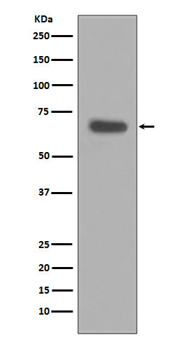 Anti-Caspase 10 Rabbit Monoclonal Antibody
