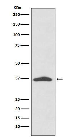 Anti-EpCAM Rabbit Monoclonal Antibody