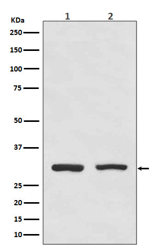 Anti-Bcl10 Rabbit Monoclonal Antibody