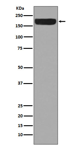 Anti-ErbB 4 Rabbit Monoclonal Antibody