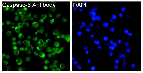 Anti-Caspase 6 Rabbit Monoclonal Antibody
