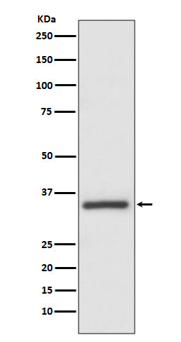 Anti-Caspase 6 Rabbit Monoclonal Antibody