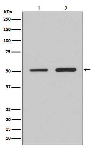 Anti-IRF2 Rabbit Monoclonal Antibody