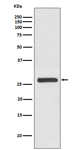 Anti-14-3-3 gamma Rabbit Monoclonal Antibody