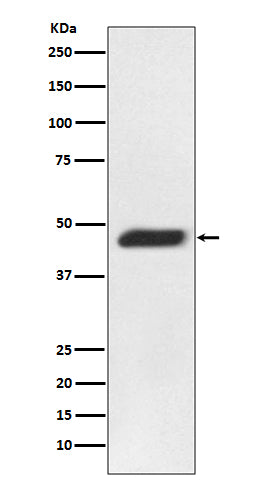 Anti-MEK2 Rabbit Monoclonal Antibody