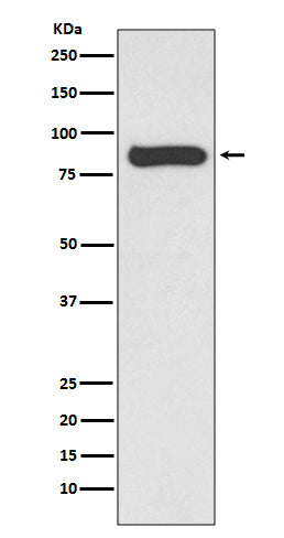 Anti-STAT4 Rabbit Monoclonal Antibody
