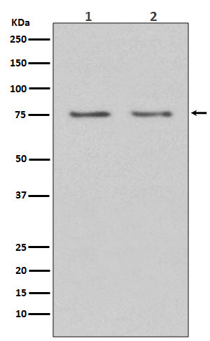 Anti-HDAC10 Rabbit Monoclonal Antibody