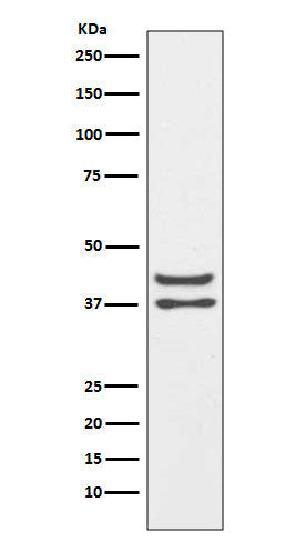 Anti-JunD Rabbit Monoclonal Antibody