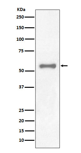 Anti-PAX7 Rabbit Monoclonal Antibody