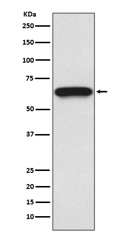 Anti-CDC25B Rabbit Monoclonal Antibody