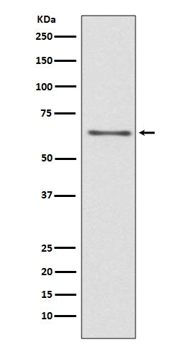 Anti-CDC45 Rabbit Monoclonal Antibody