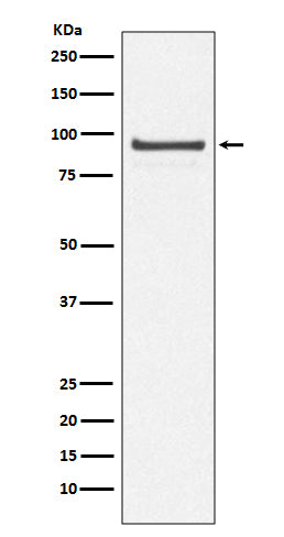 Anti-CDC27 Rabbit Monoclonal Antibody