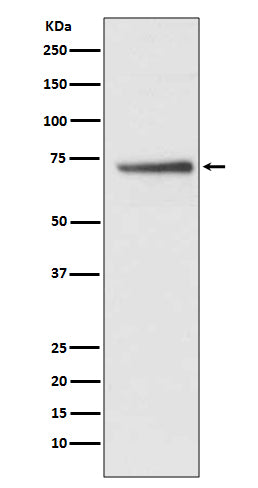 Anti-APC6 Rabbit Monoclonal Antibody