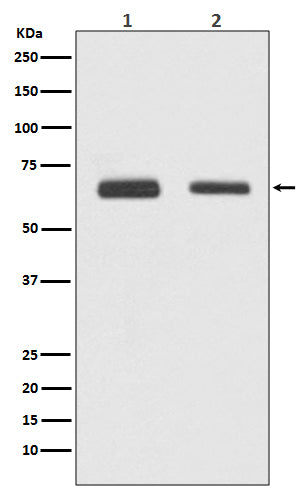 Anti-CDC23 Rabbit Monoclonal Antibody