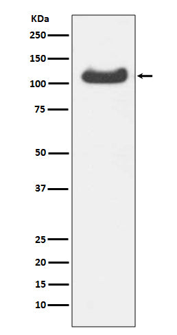 Anti-HspA4 Rabbit Monoclonal Antibody