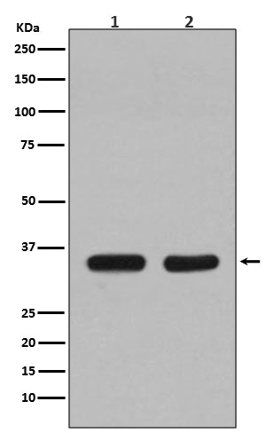 Anti-CDC34 Rabbit Monoclonal Antibody