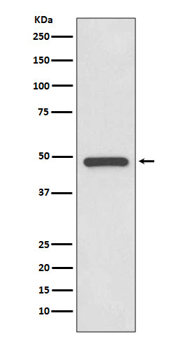 Anti-PAX8 Rabbit Monoclonal Antibody