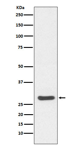 Anti-Caspase 14 Rabbit Monoclonal Antibody