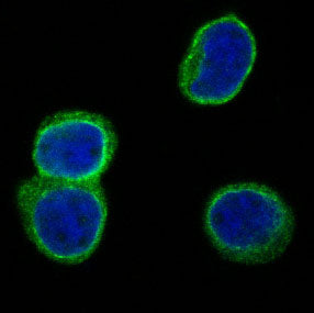 Anti-CD3D Rabbit Monoclonal Antibody