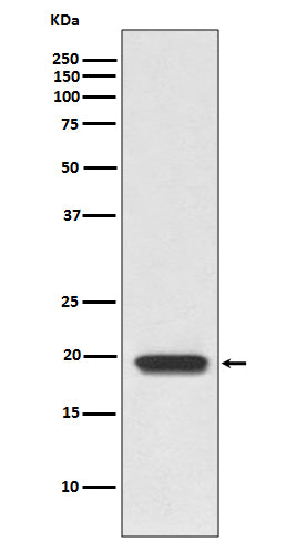 Anti-CD3D Rabbit Monoclonal Antibody