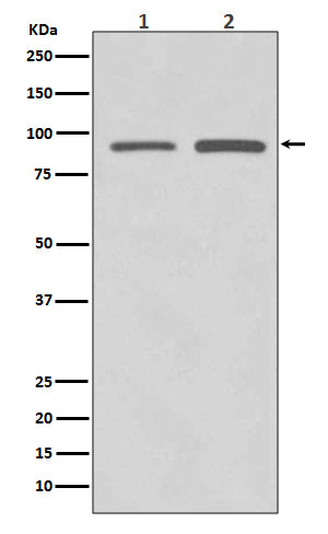 Anti-Polycomb Protein SUZ12 Rabbit Monoclonal Antibody