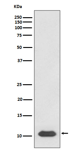 Anti-SDF1 Rabbit Monoclonal Antibody