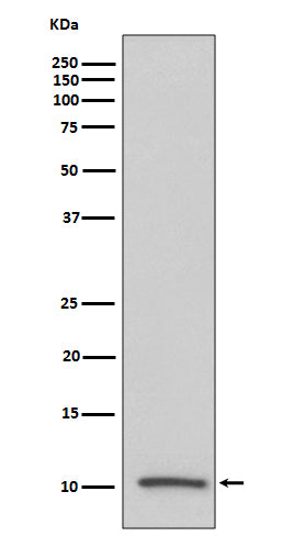 Anti-IGF2 Rabbit Monoclonal Antibody