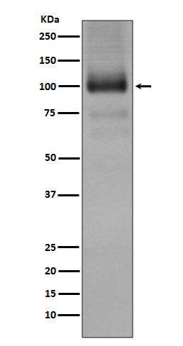 Anti-mGluR1 Rabbit Monoclonal Antibody