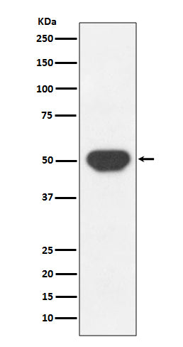 Anti-PTP1B Rabbit Monoclonal Antibody