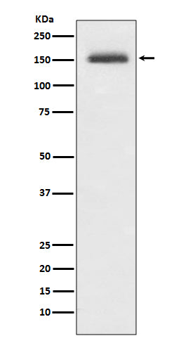Anti-Integrin alpha 4 Rabbit Monoclonal Antibody